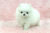 Cuccioli Mini Volpino Pomeranian - Immagine1