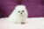Cuccioli Mini Volpino Pomeranian - Immagine3