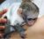 Splendida scimmie cappuccino neonati per l'adozione -Animali - Immagine1